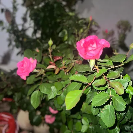 Rosa Dei Venti Casa de hóspedes *