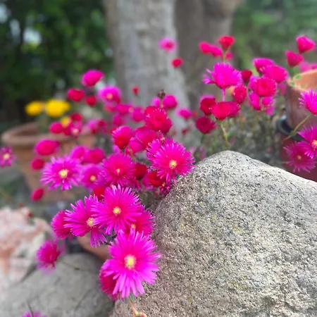 Casa de hóspedes Rosa Dei Venti