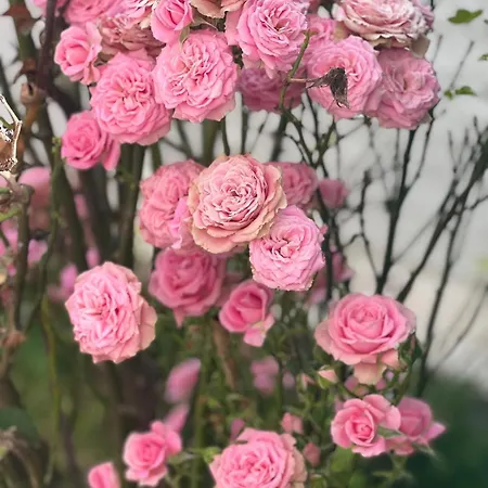 بيت ضيافة Rosa Dei Venti