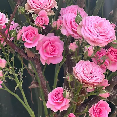 Rosa Dei Venti 3* كالياري