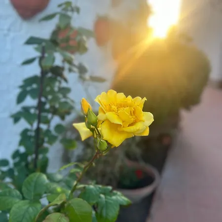 Rosa Dei Venti Cagliari