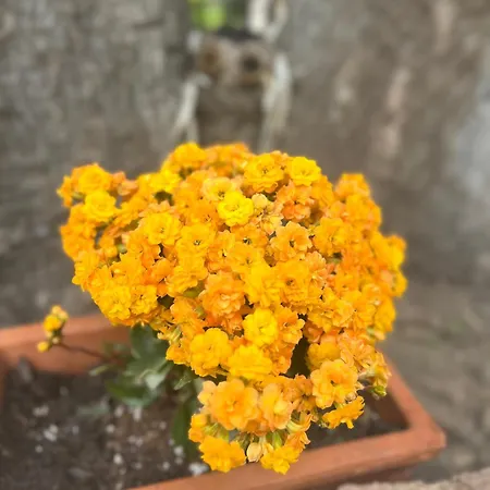 Rosa Dei Venti * Cagliari