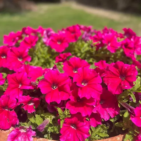 Rosa Dei Venti